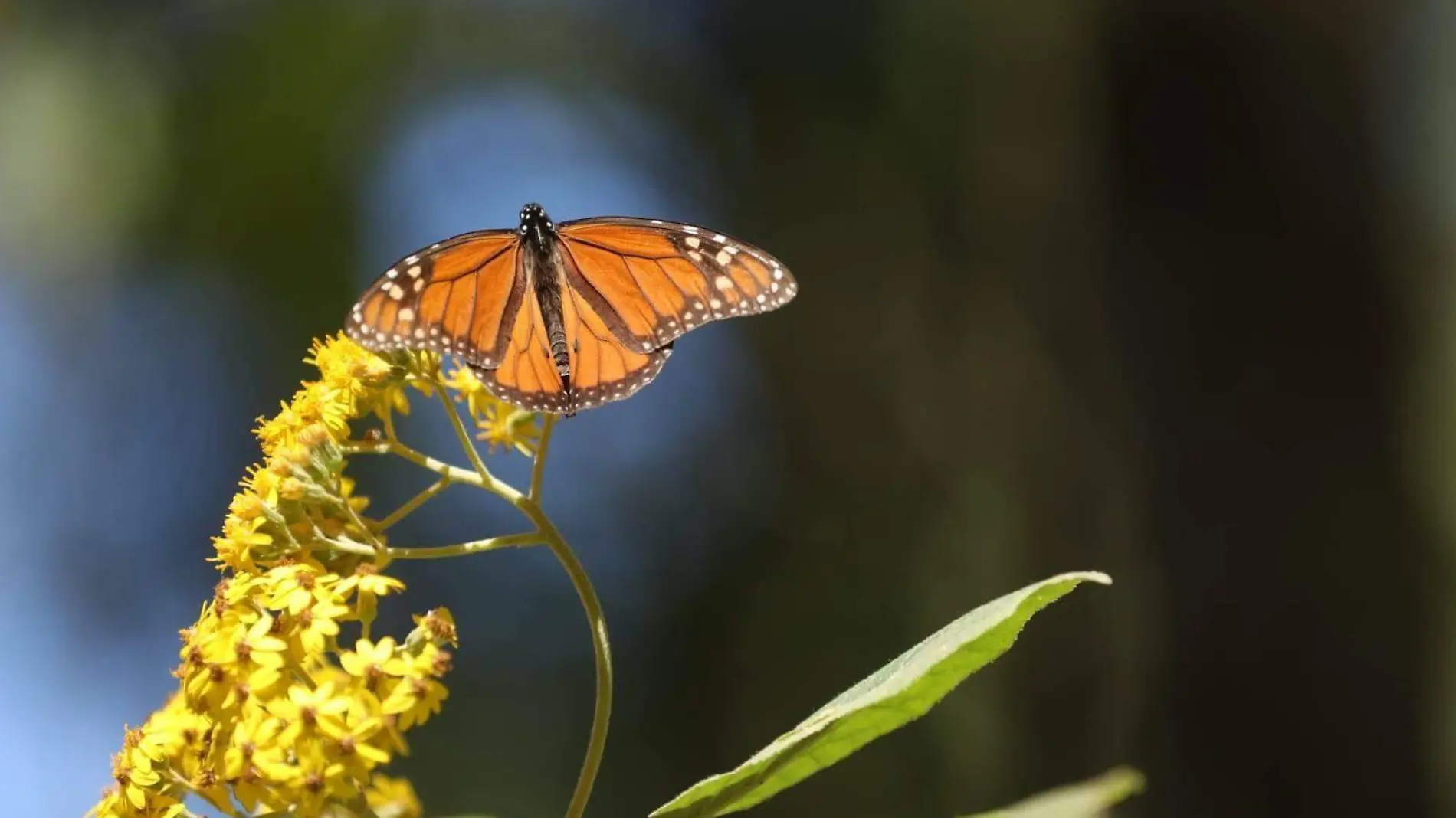 Mariposa Monarca